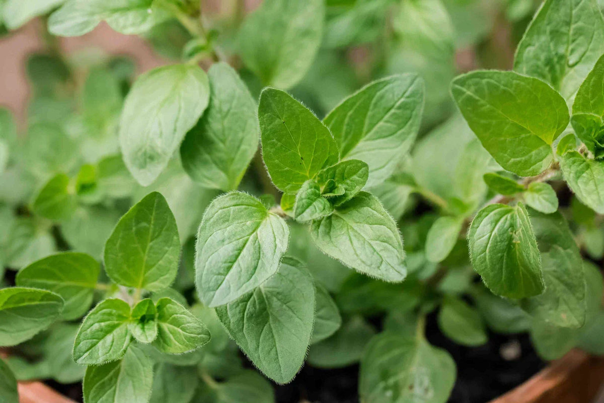 Oregano Seeds 500 Count - Origanum vulgare var. hirtum - Culinary Herb for Gardening