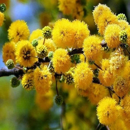 Sweet Acacia Tree Seeds - 10 Pack, Fast Growing Wattle Flower, Acacia farnesiana, Ornamental & Fragrant Garden Tree
