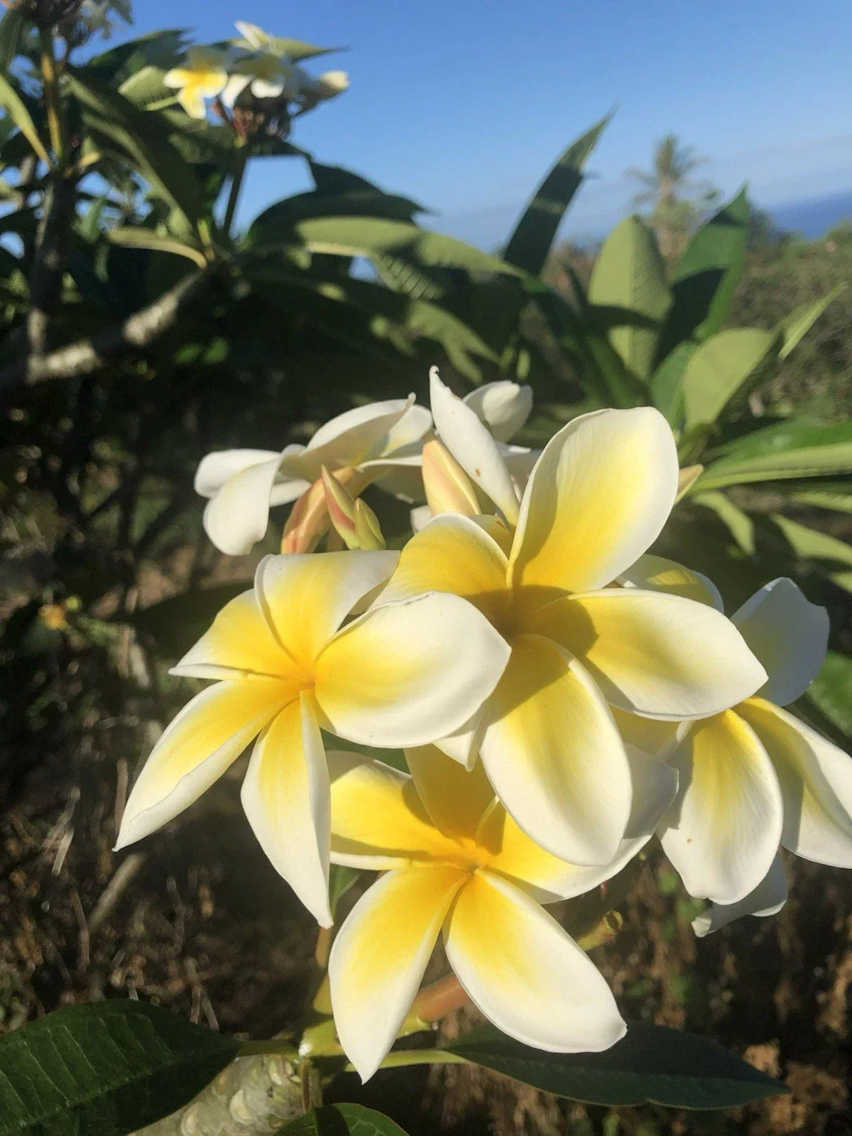 Yellow Plumeria Cutting - 10-Inch Rooted Frangipani - Hawaiian Grown Plumeria rubra for Tropical Gardens
