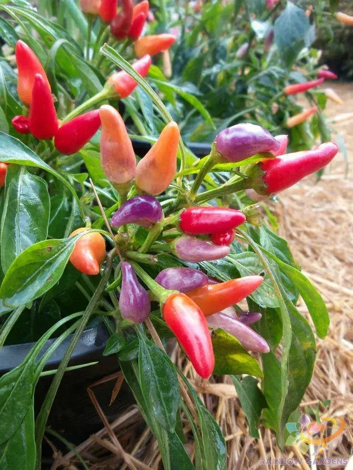 Candlelight Sweet Pepper Seeds - 25+ Non-GMO Capsicum annuum for Garden Planting