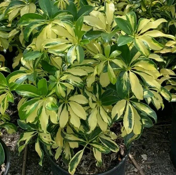 Variegated Schefflera Plant Cuttings | Indoor Houseplant | Green & Cream Leaves | Schefflera arboricola Propagation