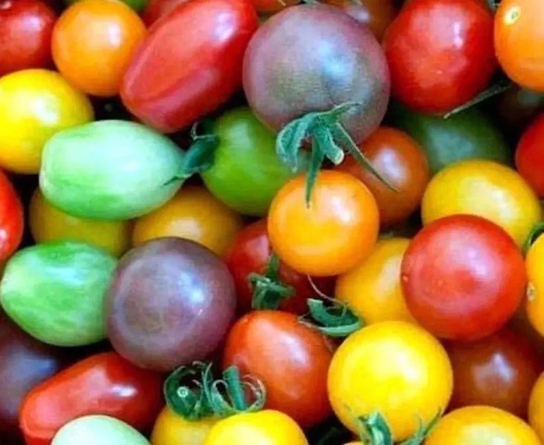 Rainbow Cherry Tomato Seeds - Organic Non-GMO Heirloom Seeds for Planting - Solanum lycopersicum