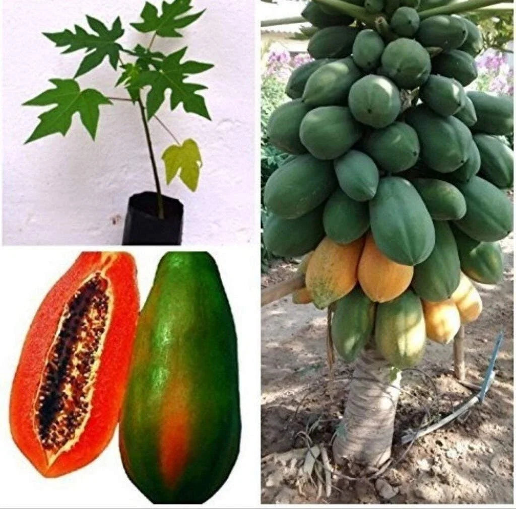 Live Red Lady Papaya Plant in 1 Gallon Pot - Tropical Fruit Tree, Carica papaya, 1.5-2.5 ft Tall, Container Garden