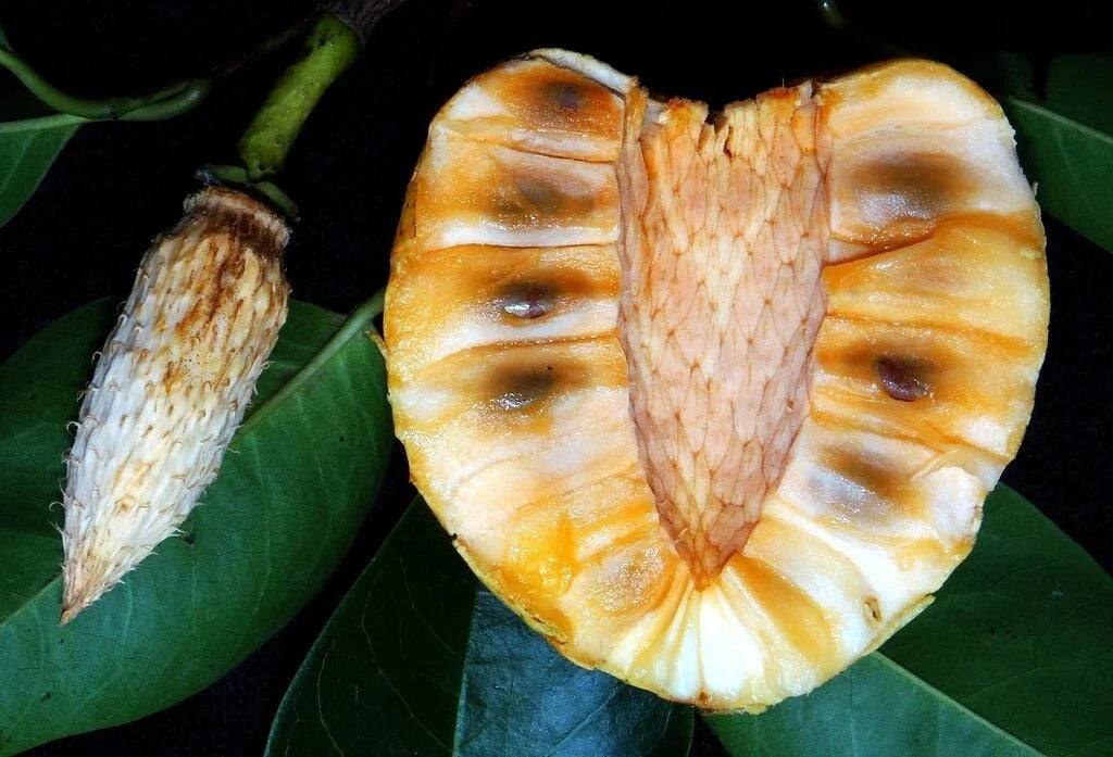 Pond Apple Tree Seeds - 5 Pack - Rare Annona glabra Tropical Alligator Apple Fruit Seeds for Garden or Landscape