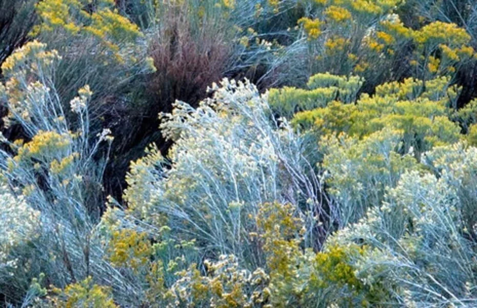 Rubber Rabbitbrush Seeds - 100 Count - Hardy Perennial for Full Sun Gardens