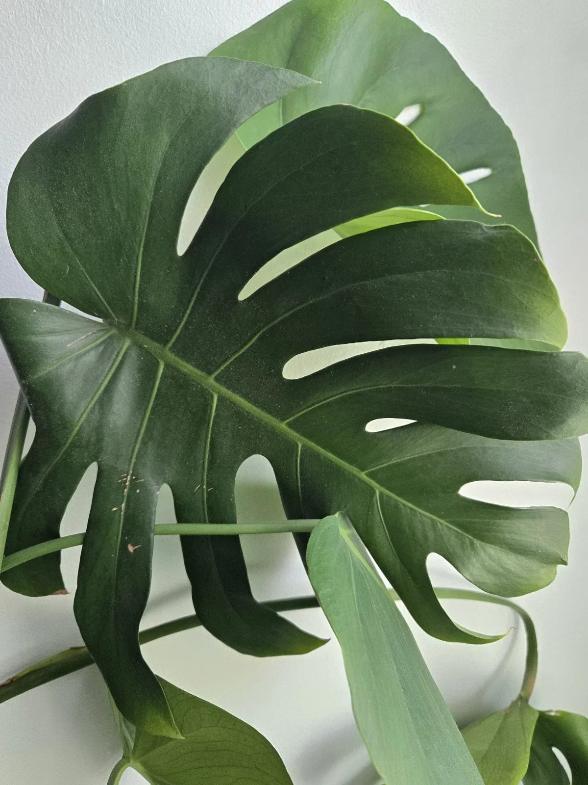 Large Rooted Monstera Deliciosa Cutting | Tropical Swiss Cheese Plant | Indoor Houseplant in 4-Inch Pot