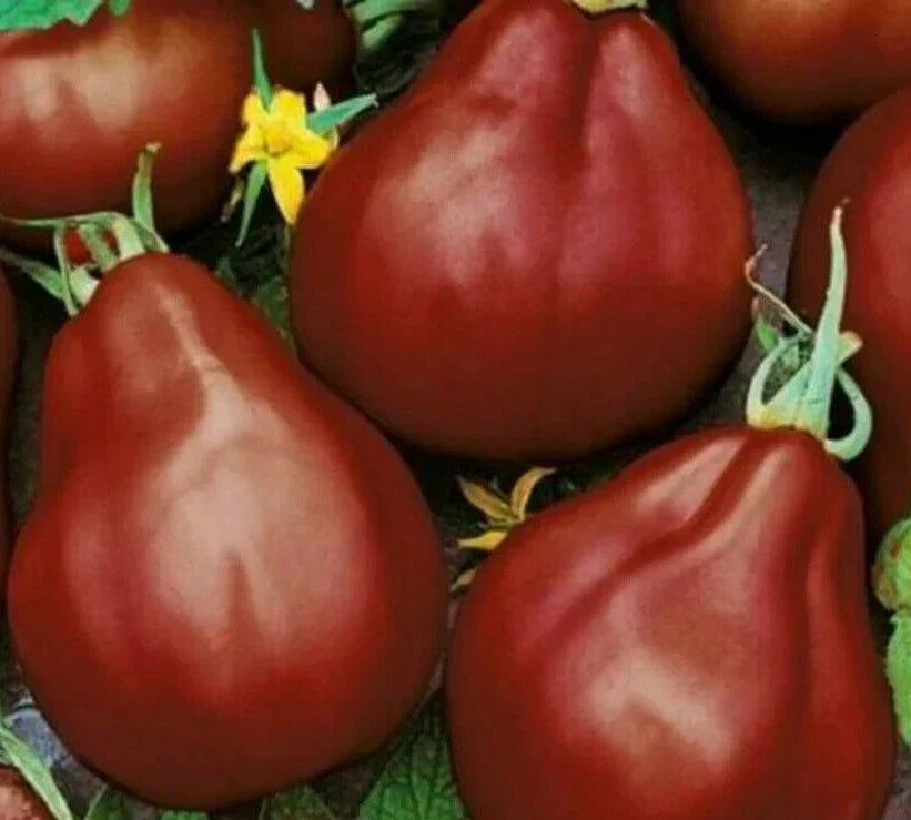 Black Truffle Tomato Seeds 50+ Count Indeterminate Vegetable Garden Seeds Lycopersicon esculentum