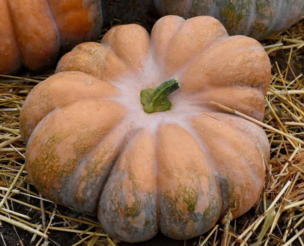 Fairy Tale Pumpkin Seeds, Musque de Provence, Organic Heirloom, NON-GMO, Vining Pumpkin Seeds for Gardening