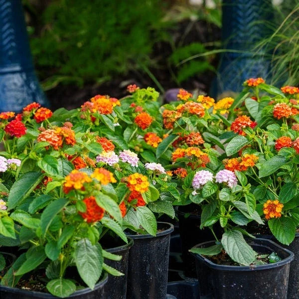 Lantana Plant Plug - Hardy Miss Huff Variety - Easy to Grow, Butterfly Attracting, Lantana camara