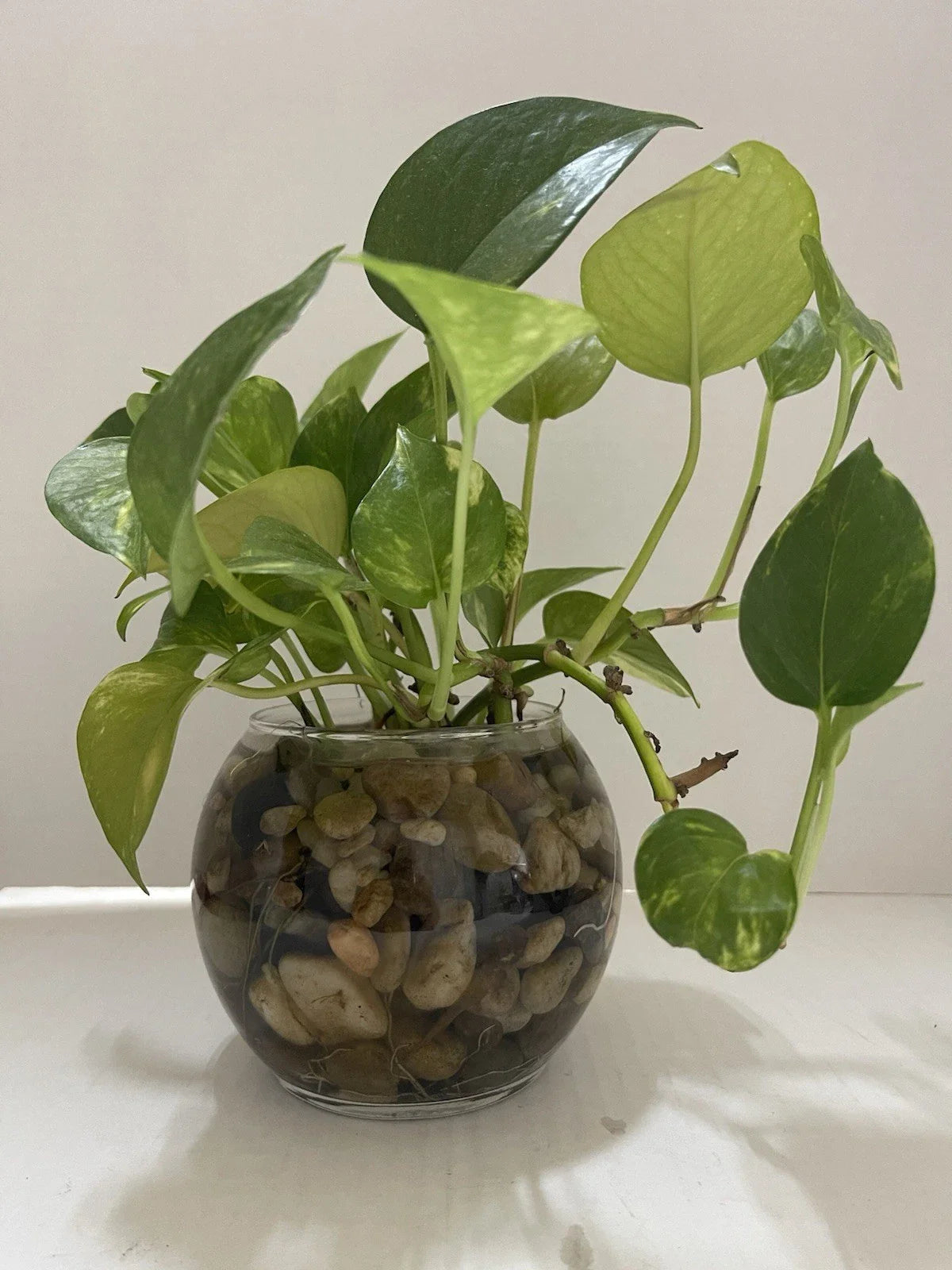 Pothos Indoor Live Plant Cuttings 7in - 10in Well Rooted 3PC for Water Propagation, Epipremnum aureum