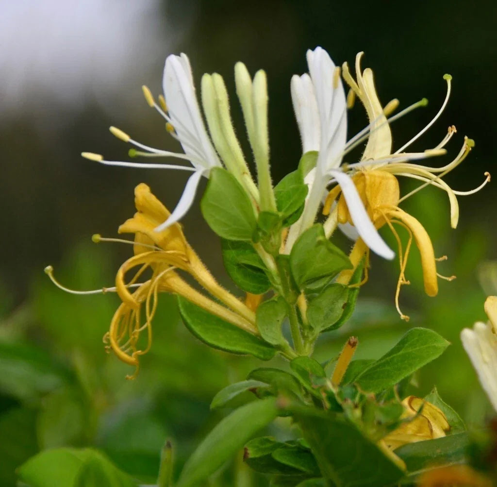Halls Honeysuckle Cuttings, 5+ Fragrant White Flowers, Lonicera japonica, Climbing Vine, Garden Plant