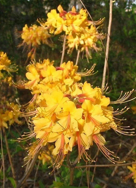 Aromi Azalea Starter Plant - Small Deciduous Rhododendron for Gardens, Landscapes & Containers - Rhododendron spp.