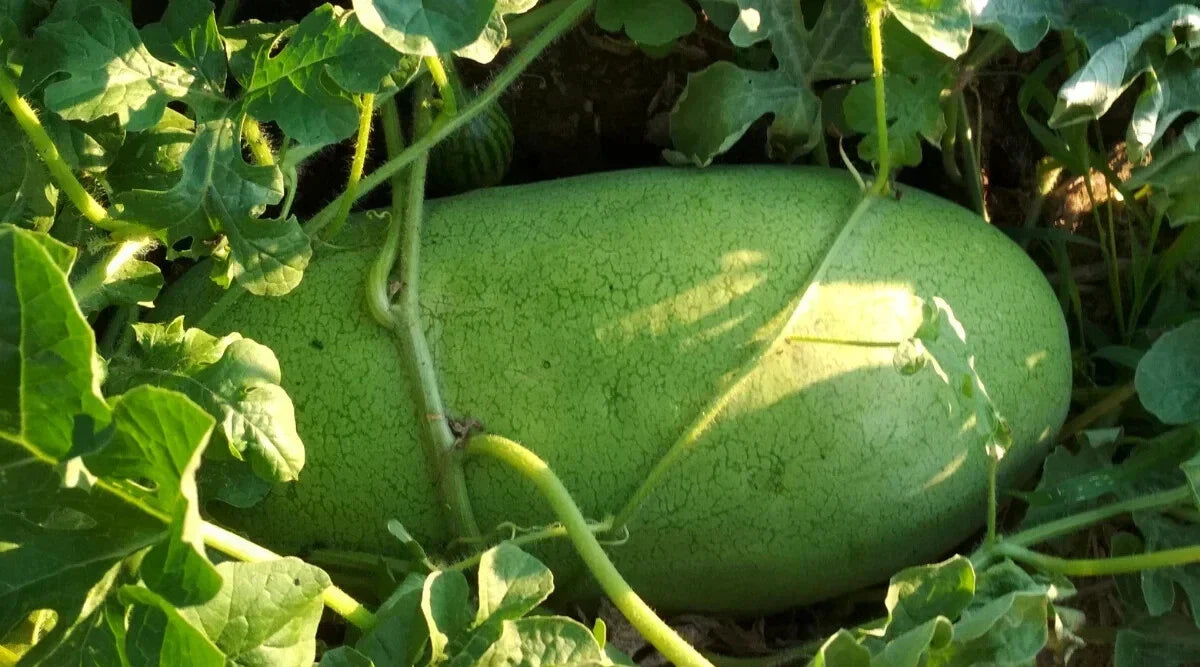 Charleston Gray Watermelon Seeds - 50+ Non-GMO Seeds for Garden Planting - USA Grown