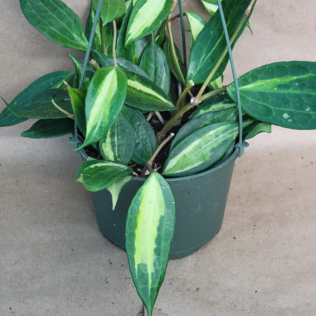 Hoya macrophylla 'Reverse Pot of Gold' - Rare Variegated 4" Live Houseplant - Easy Care Indoor Plant