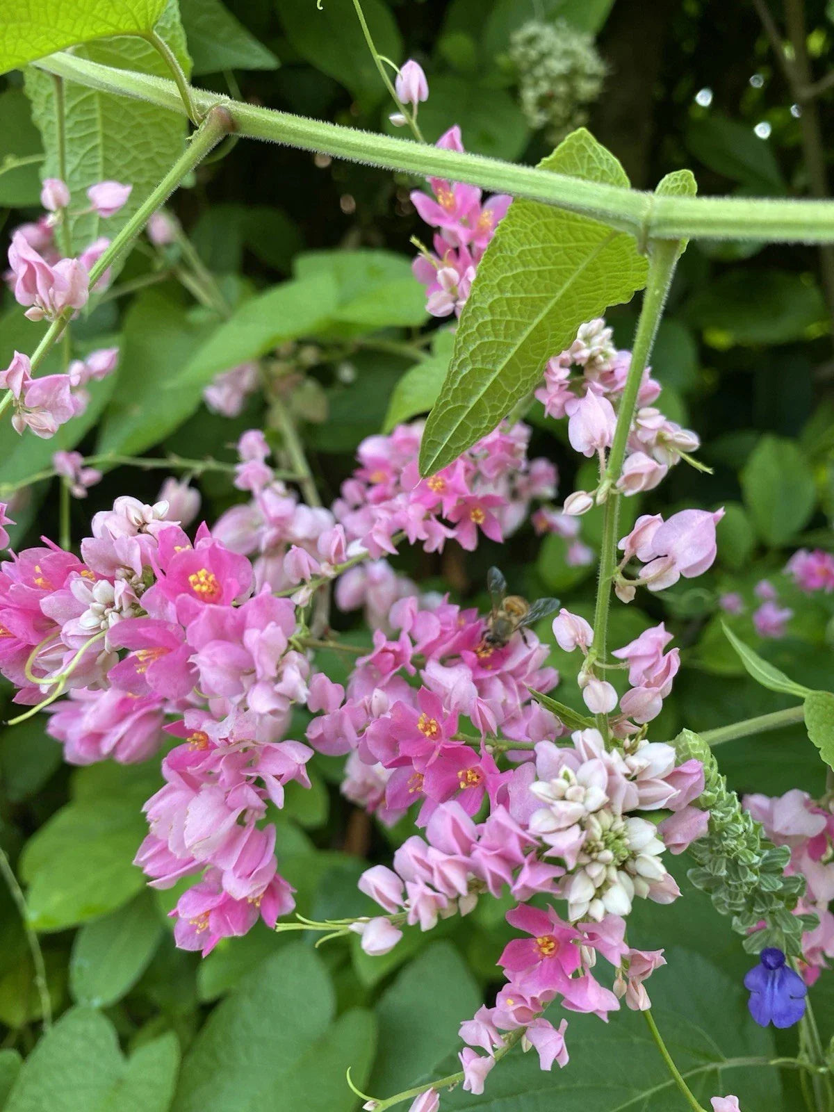 Mexican Creeper Vine Plant, Pink Flowers, Pollinator Attractant, Privacy Cover, Antigonon leptopus, Climbing Vine