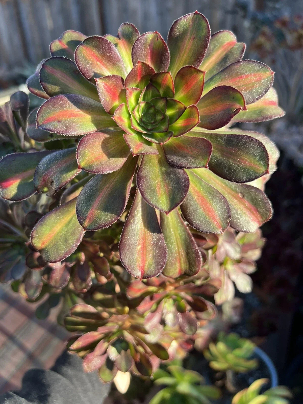 Aeonium Sunset Glow Cutting - Colorful Variegated Succulent Plant - Aeonium 'Sunset Glow'