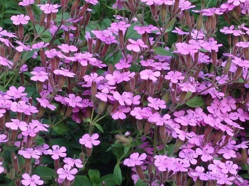 Soapwort Seeds - Pink Wildflower Saponaria ocymoides, Perennial Herb, 200+ Seeds, Easy to Grow, Full Sun, USA Seller