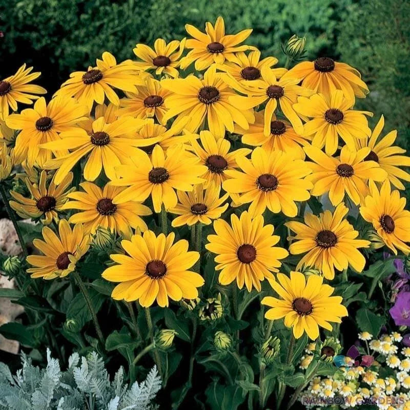 Indian Summer Rudbeckia Seeds - 200+ Pack - Black-eyed Susan (Rudbeckia hirta) - USA