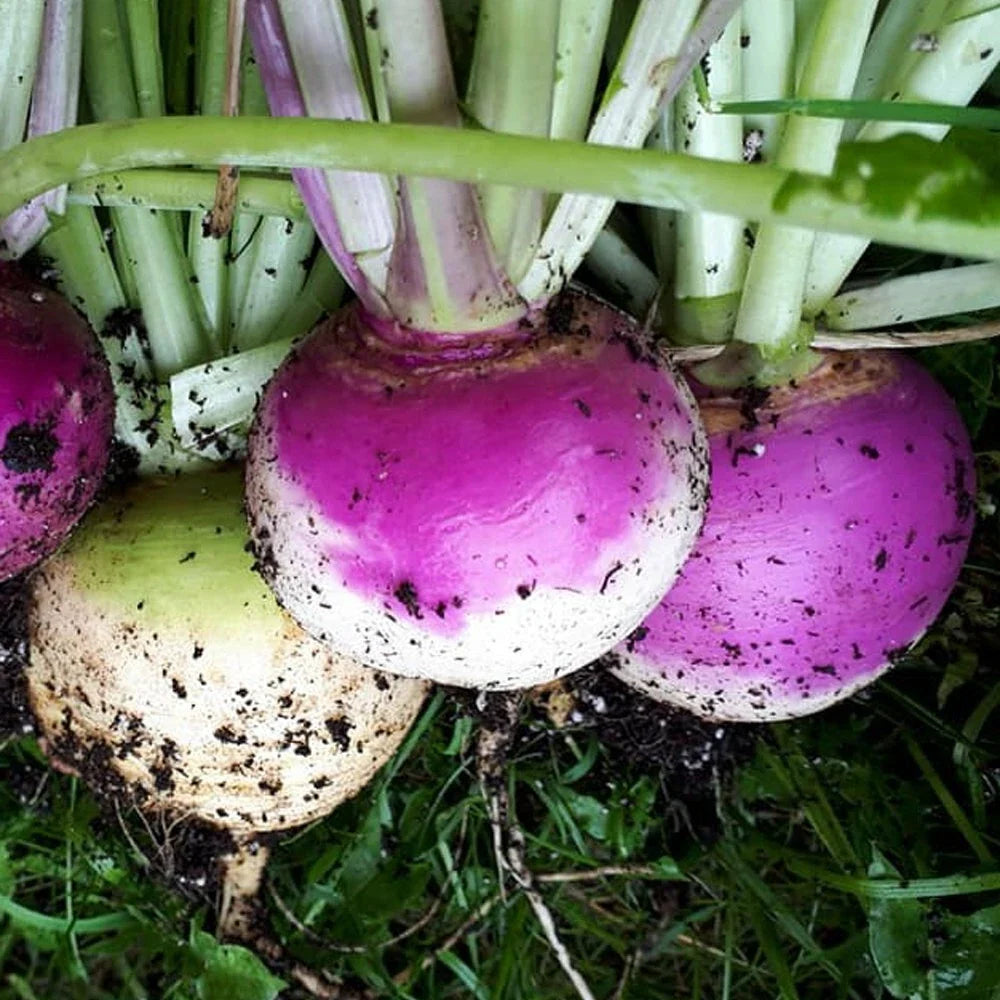 Purple Top White Globe Turnip Seeds - 1/4 LB Non-GMO Heirloom Vegetable Garden Seeds Brassica rapa