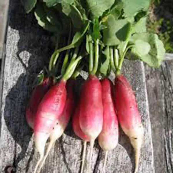 Radish Seeds - 500 Count - French Breakfast Heirloom Non-GMO Raphanus sativus for Salad and Garnishes