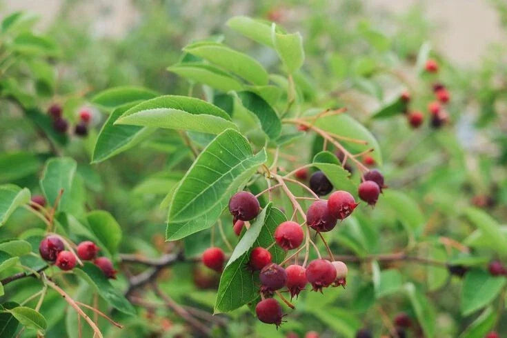 Serviceberry Cuttings 4+4 Pack, Amelanchier spp. Fruit-Bearing Shrub for Garden, Native, Hardy, Edible Berries