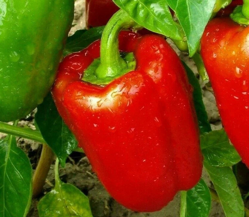 Red Bell Pepper Seeds - 30+ Non-GMO Big Red Sweet Pepper, Capsicum annuum, for Home Gardening