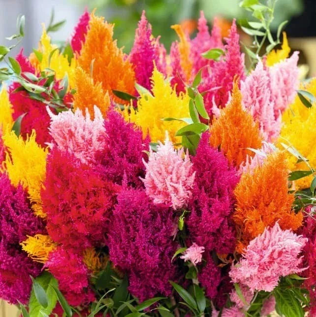 Pampas Plume Seeds - 200 Mixed Color Celosia Seeds for Vibrant Garden Display