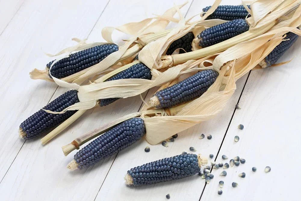 Exotic Blue Corn Seeds - 25 Count - Rare Zea mays Variety