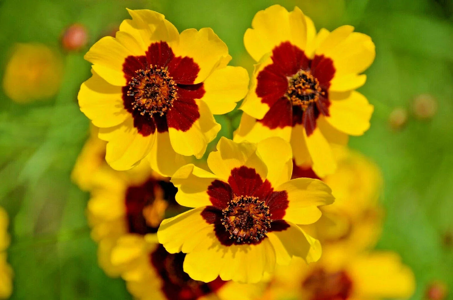 Dwarf Plains Coreopsis Seeds - Edible Medicinal Wildflower Packets | Coreopsis tinctoria Native Tickseed Seeds
