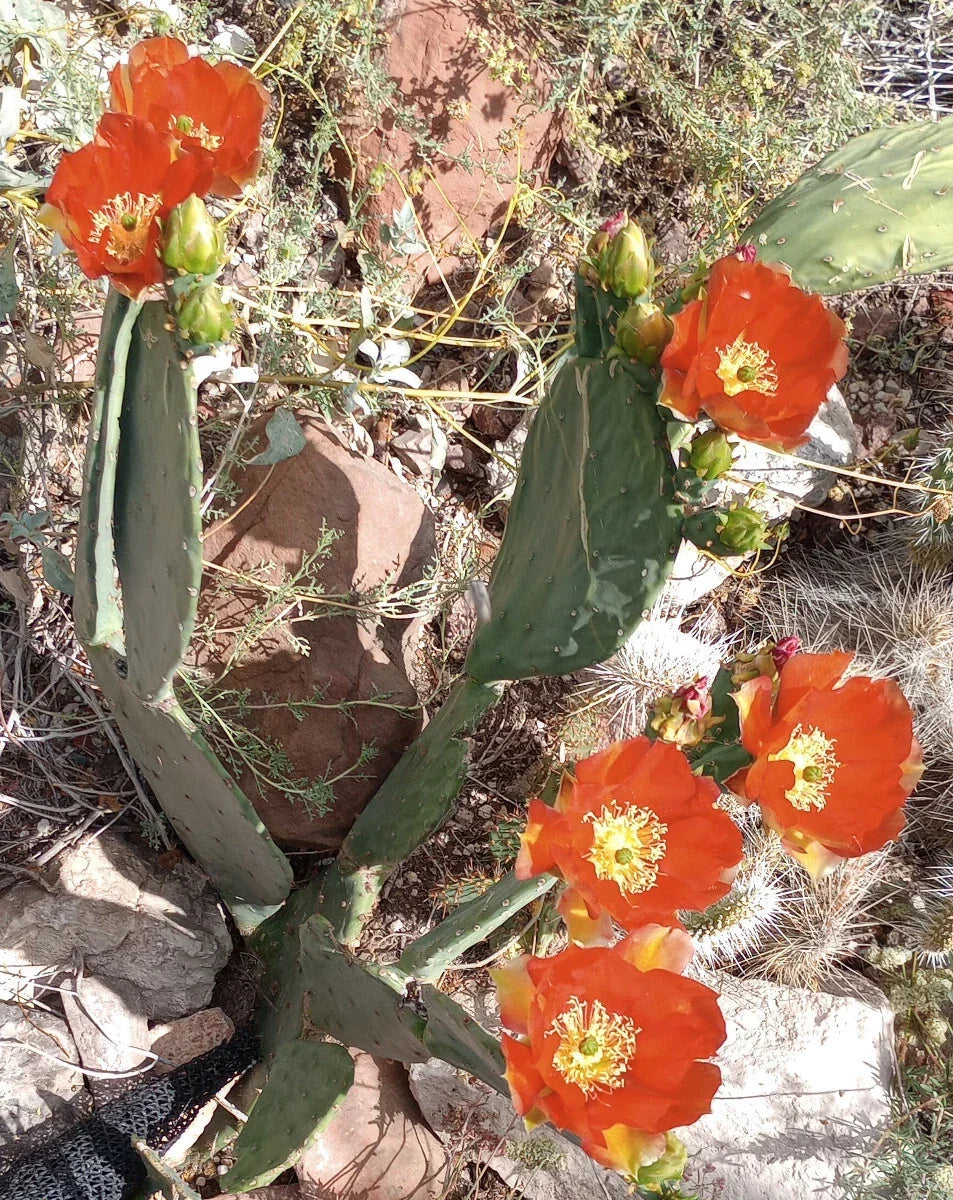 Large Spineless Opuntia cv. Orange Julius Plant with Orange Flowers – Prickly Pear Cactus for Garden & Indoor Use