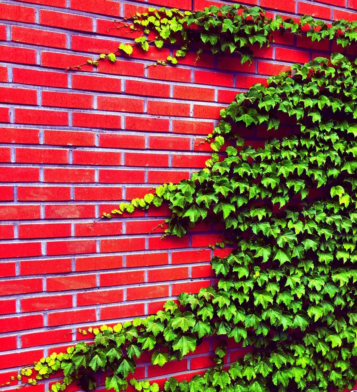 Boston Ivy Seeds - 50 Count - Parthenocissus tricuspidata - Ships from Iowa, USA