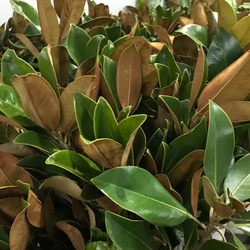 Fresh Live Magnolia Leaves - 25 Count, Decorative Greenery, Magnolia grandiflora, Natural Floral Foliage for Arrangements & Decor