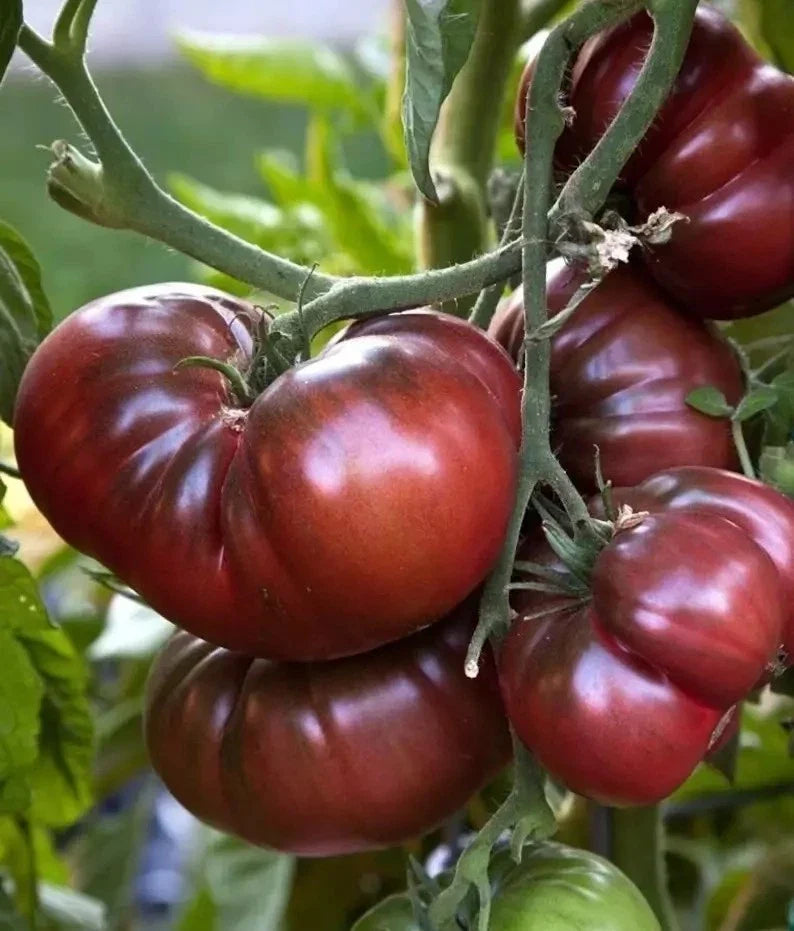 Black Brandywine Tomato Seeds - Organic Heirloom Non-GMO, Juicy, Dark Color, Home Garden, 120+ Seeds