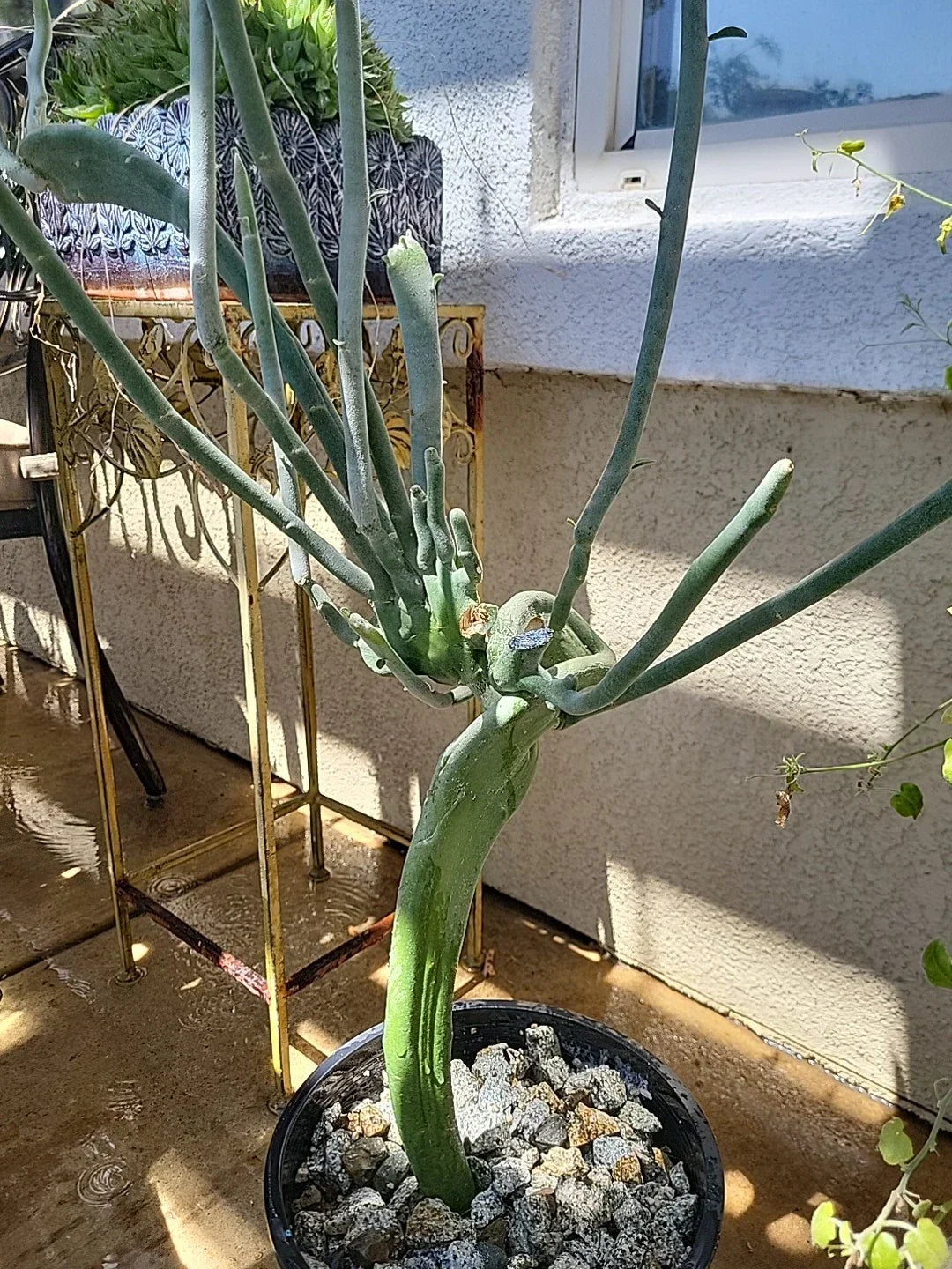 Euphorbia Tirucalli Monstrous Cactus Fresh Cutting - Unique Succulent for Indoor Gardens, Drought Tolerant, Easy Propagation