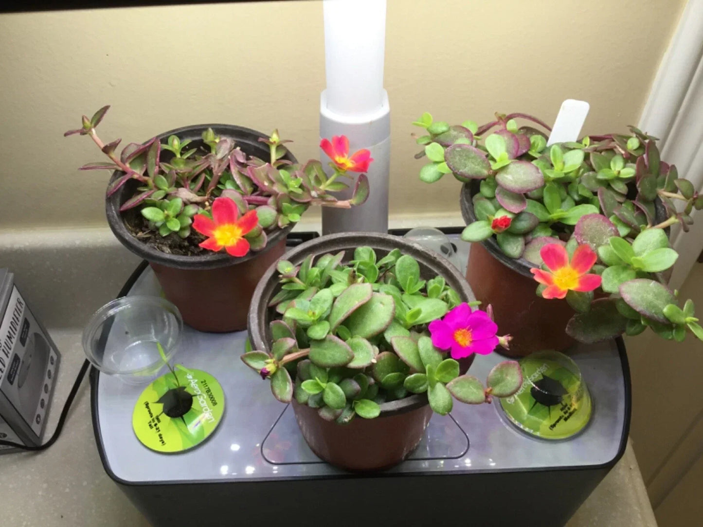 Aerogarden Flower Cuttings 8-Color Mix Indoor Hydroponic Plant Rooting Starter Kit for Winter Garden