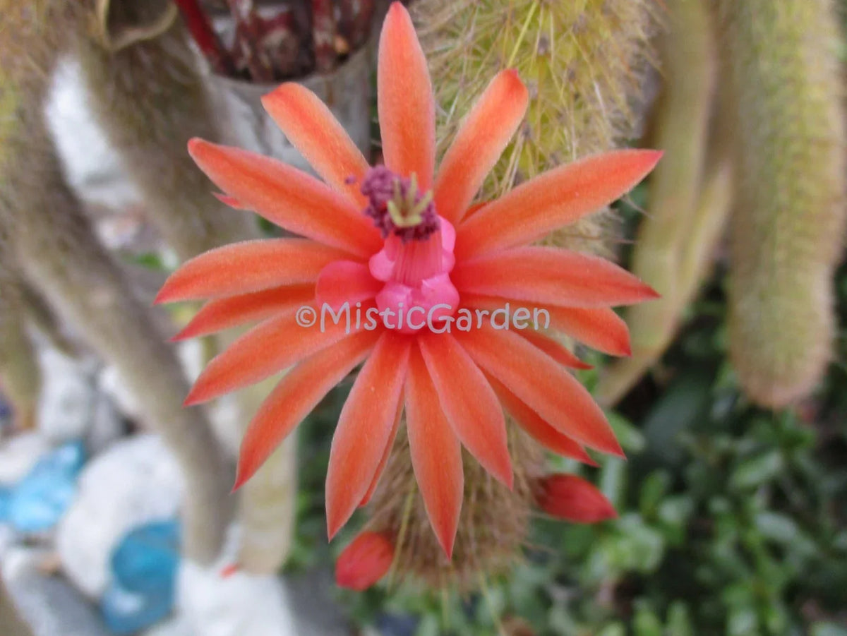 Borzicactus Rooted Plants in 1 Pot | Unique Cactus Variety | Indoor & Outdoor Decor | Borzicactus spp.