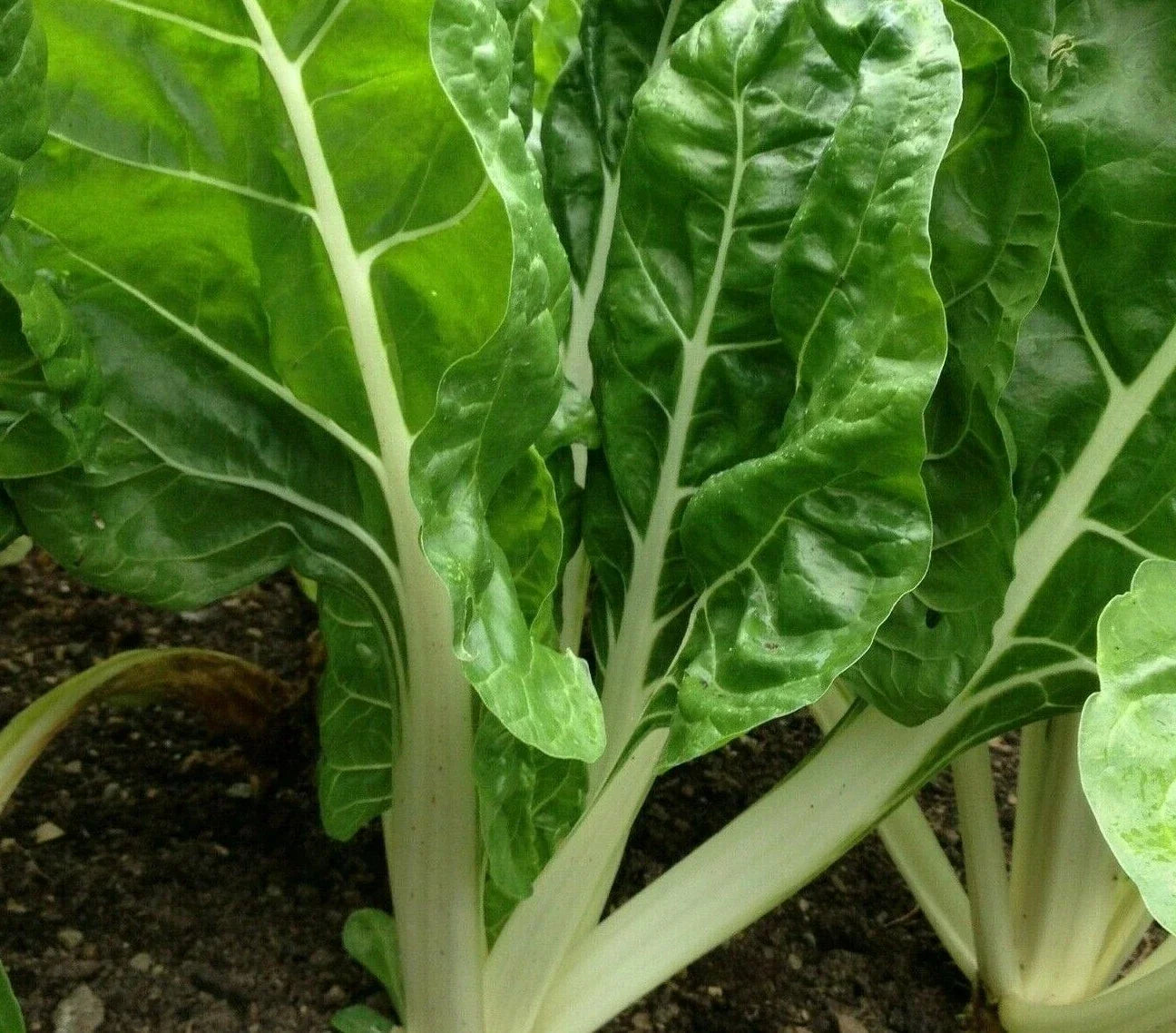 Swiss Chard Seeds - Fordhook Giant, Heat Tolerant Greens, Beta vulgaris, Pack of 100+ Seeds