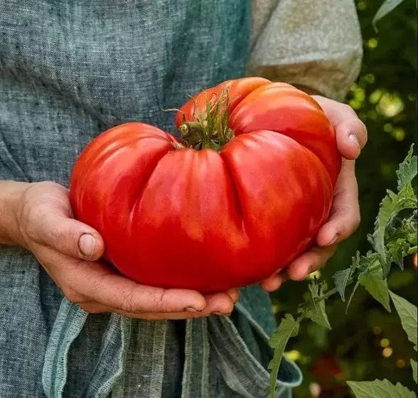 Giant Beefsteak Tomato Seeds - Organic Heirloom Non-GMO Solanum lycopersicum - Large Juicy Tomatoes for Home Gardening