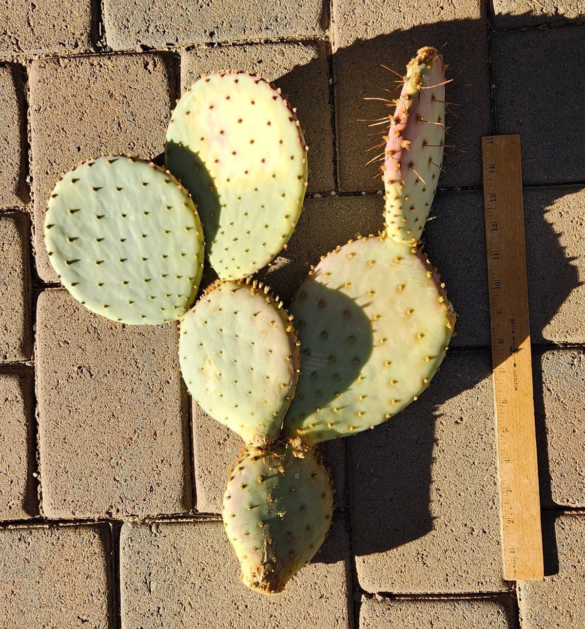 Large Opuntia Santa-Rita Prickly Pear Cactus Cutting – Live Plant for Gardens & Indoor Decor – Opuntia santa-rita