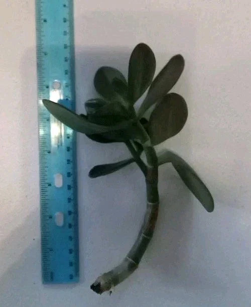 Green Jade Succulent Plant - 7-Inch Rooted Cutting - Crassula ovata - Easy Care Indoor Houseplant