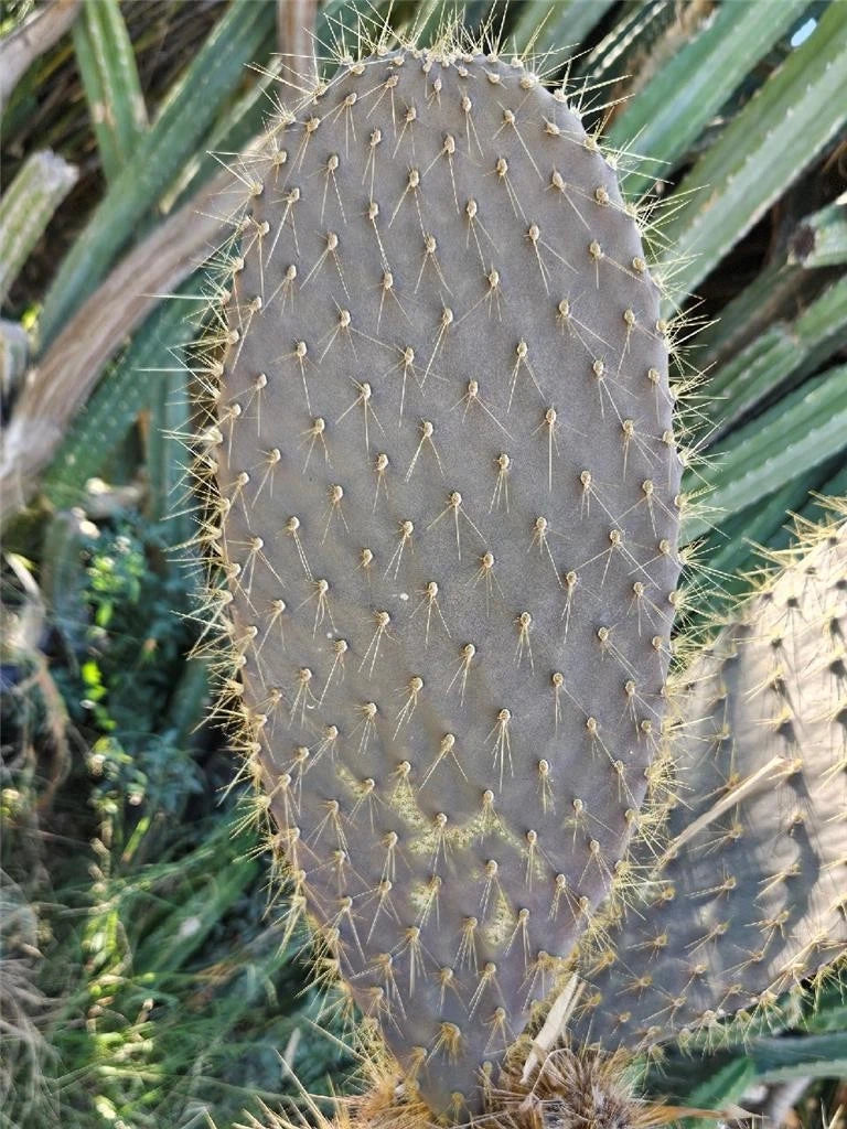 Galapagos Opuntia Echios var. Gigantea Large Pad Cutting – Rare Cactus, Succulent Plant, Drought Tolerant, 16 Inch