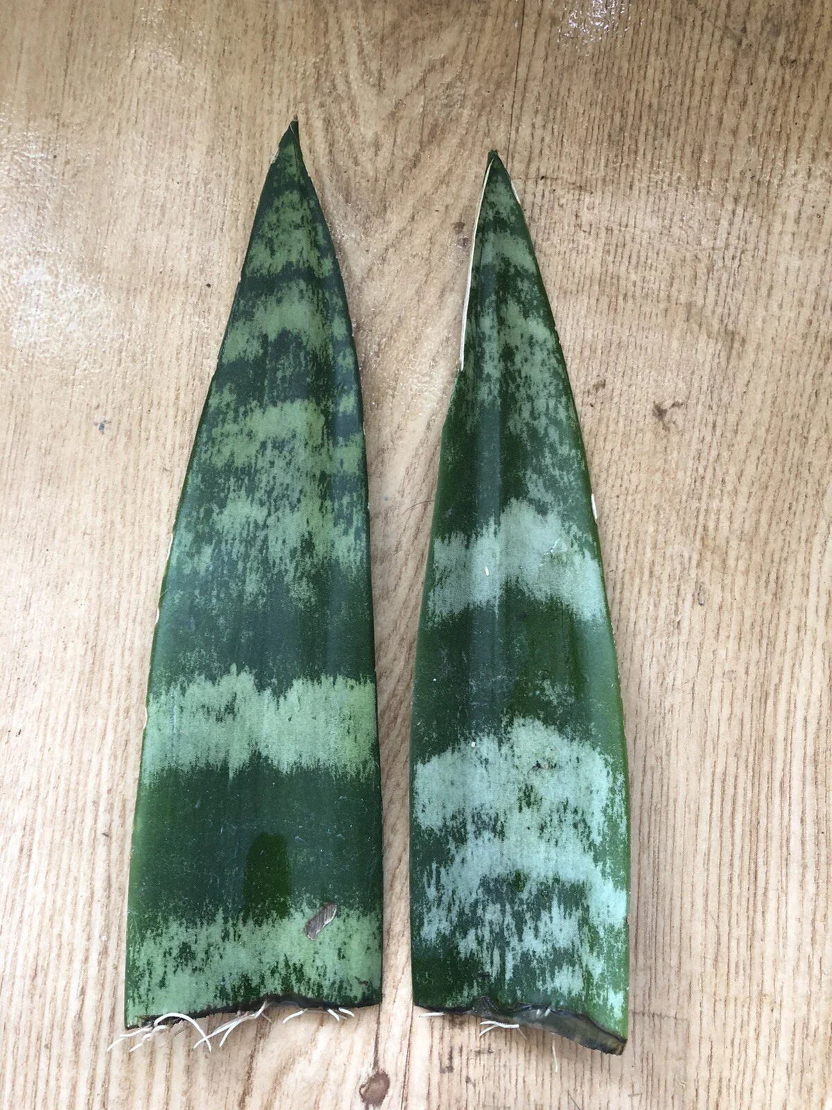 Snake Plant Cuttings with Roots, Mother-In-Law's Tongue, Sansevieria trifasciata, Live Houseplant, 6 inches