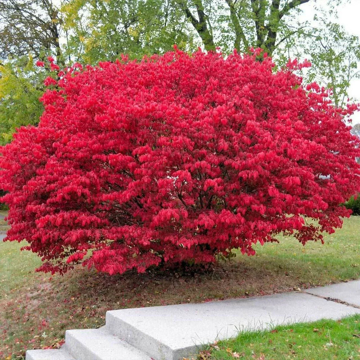 Burning Bush Cuttings - 15 Unrooted Euonymus alatus Propagation Material for Garden Landscaping
