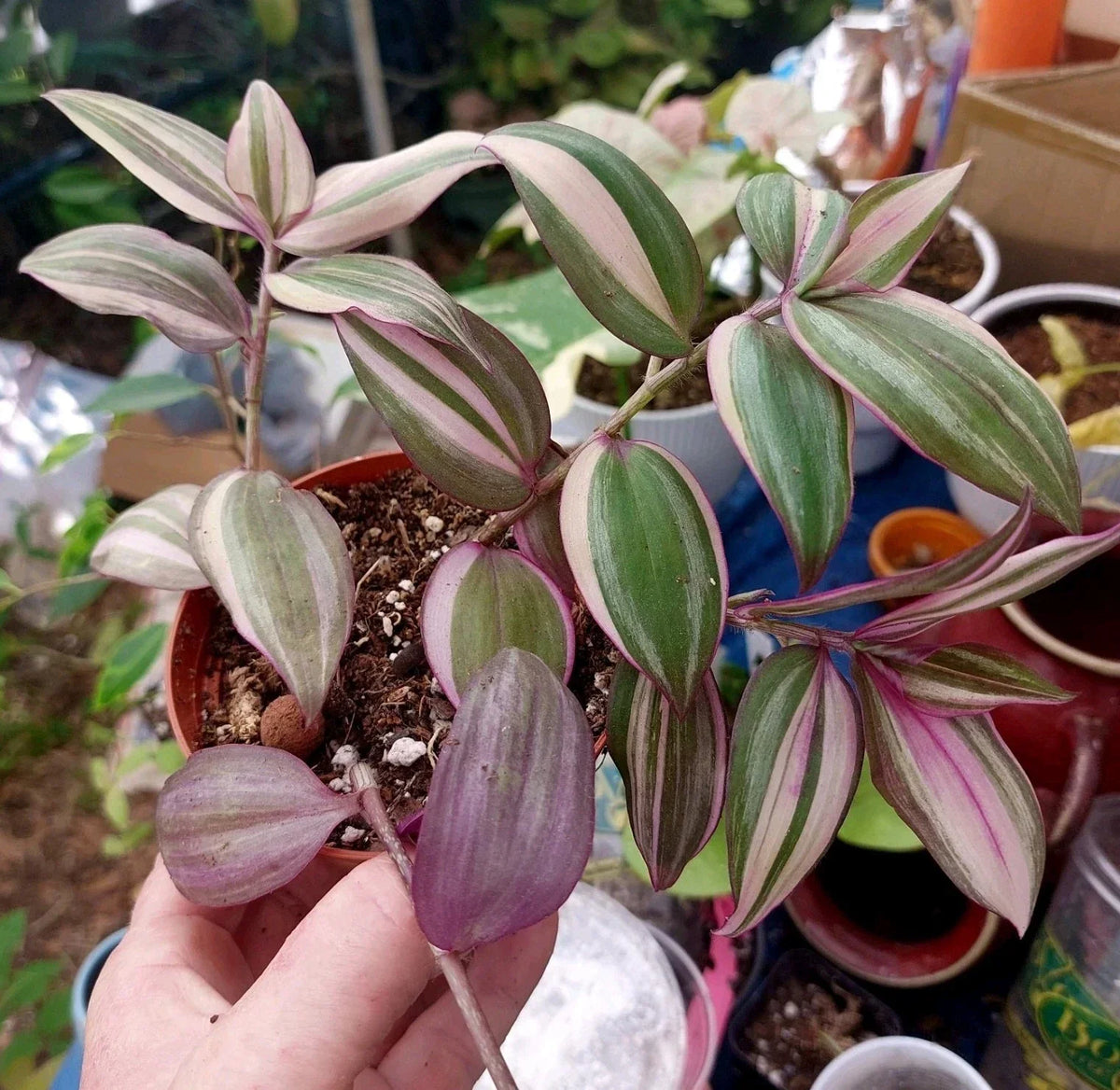 Wandering Jew Plant Cutting - Variegated White - Tradescantia zebrina variegata - Indoor Houseplant for Trailing Gardens