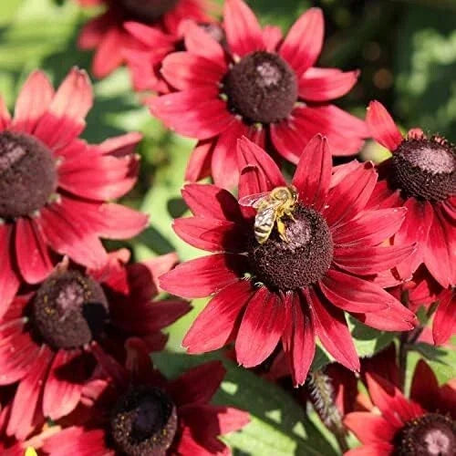 Cherry Brandy Gloriosa Black-eyed Susan Daisy Seeds - 200+ Pack - Rudbeckia hirta