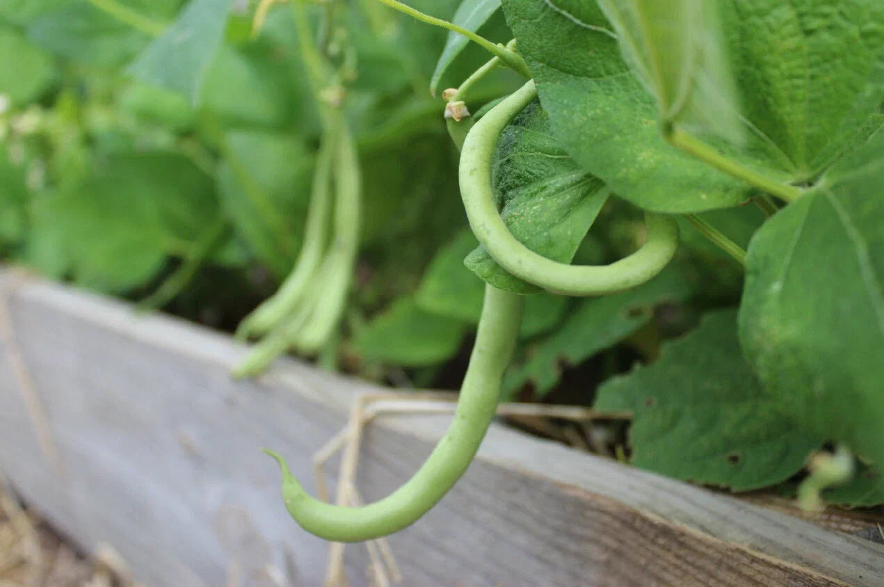 Contender Bush Green Bean Seeds - Non-GMO, Early Harvest, Stringless, Phaseolus vulgaris, Vegetable Seeds