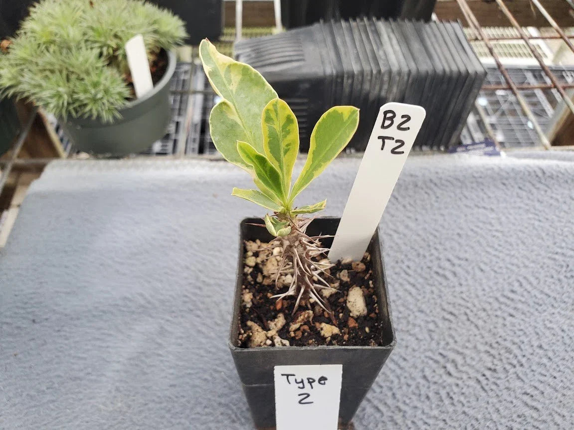 Variegated Euphorbia milii Crown of Thorns Plant - Indoor Outdoor Succulent in 4-Inch Pot