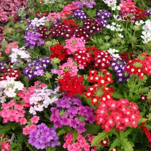 Verbena Seeds - Compacta Mix Dwarf Groundcover - Non-GMO Perennial - 200 Seeds - Attracts Pollinators - Verbena rigida