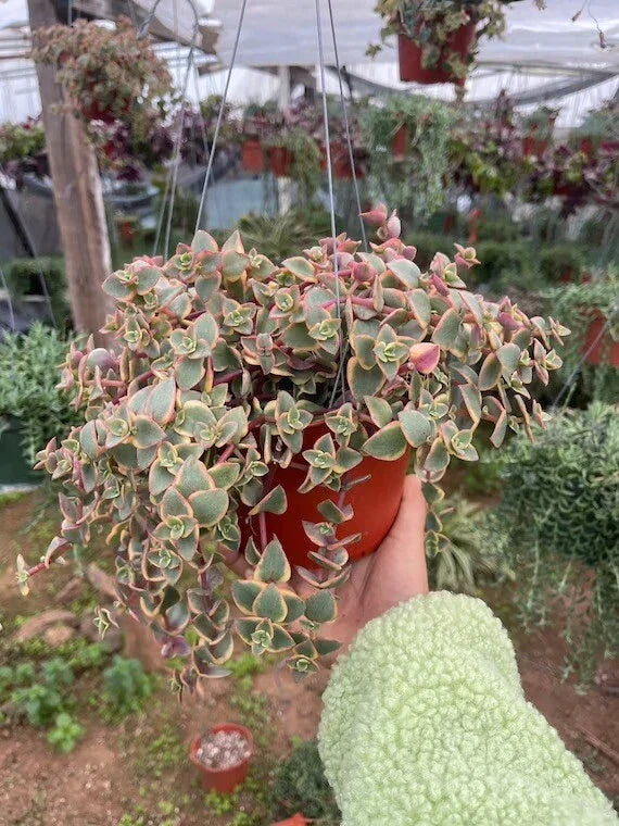 Crassula Marginalis Rubra 'Variegata' Succulent Cuttings – Calico Kitten, Variegated, Drought-Tolerant, Indoor & Outdoor Plant Propagation