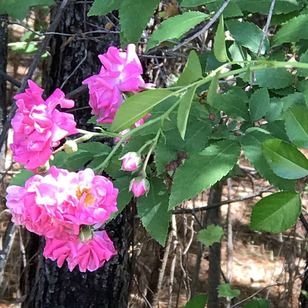 Heirloom Pink Seven Sisters Rose Cuttings - Climbing Bushes, 8 Pack, No Roots, 6 Inch Stem, Rosa 'Seven Sisters'